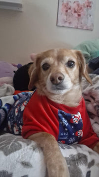 My dog doesn't fight me when I go to spray his teeth/mouth. Must like it.