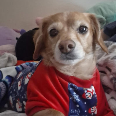 My dog doesn't fight me when I go to spray his teeth/mouth. Must like it.