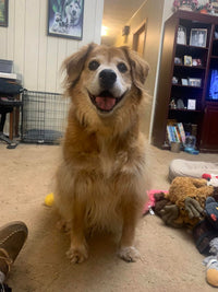 Great Product! My Golden Retriever knew it did something good for his mouth!