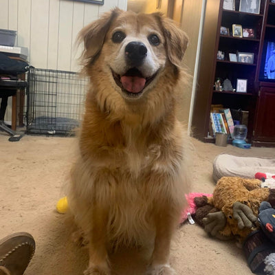 Great Product! My Golden Retriever knew it did something good for his mouth!