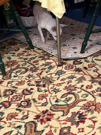 My Chihuahua Is Coming Around