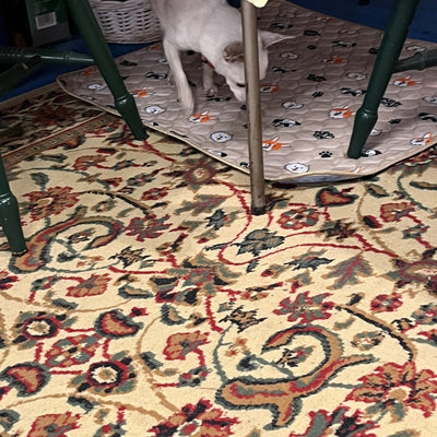 My Chihuahua Is Coming Around