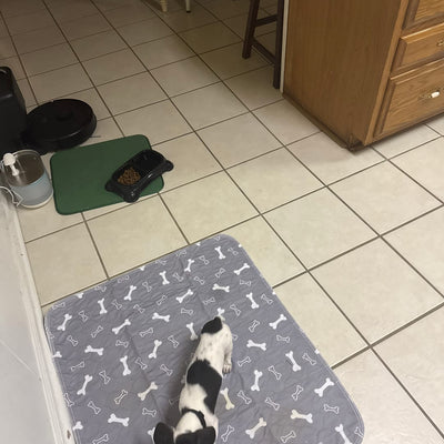 My Puppy Went Straight To It!