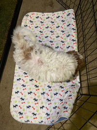 A Must-Have For Puppy Training