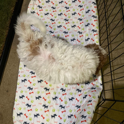 A Must-Have For Puppy Training