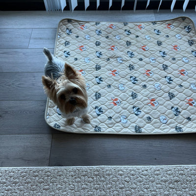 My Yorkie Used It Immediately